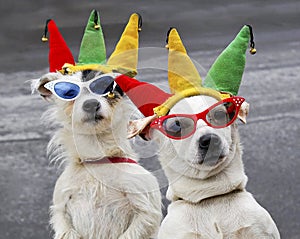 Dogs clowning around