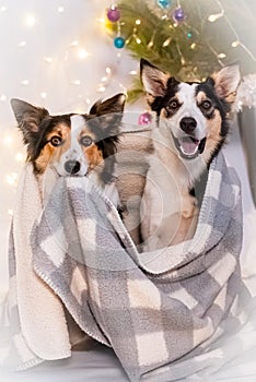 Dogs on a cold winter day