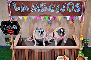 Dogs with colorful hillbilly dresses for canine hillbilly party