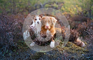 Dogs in the colors of heather. jack russell terrier in the forest