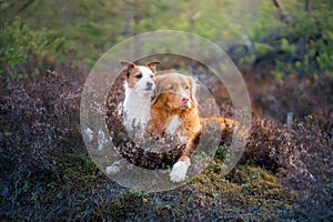 Dogs in the colors of heather. jack russell terrier in the forest