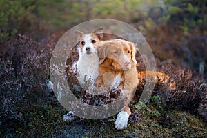 Dogs in the colors of heather. jack russell terrier in the forest