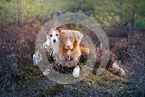 Dogs in the colors of heather. jack russell terrier in the forest