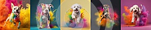 Dogs among the colors of Holi banner