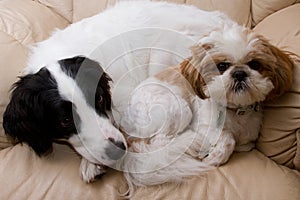 Dogs on a comfy chair