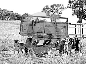 Dogs in the countryside in black and white