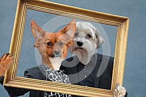 Dogs couple with golden  picture frame