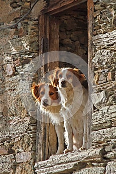 Dogs Couple Leaning out a Window