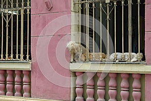 Dogs cuba