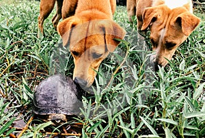 Dogs curiously sniffing turtle in nature green garden photo