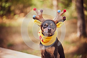 Dogs in deer costume, Autumn mood, fantastic deer