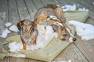 Dogs Destroy Lawn Furniture