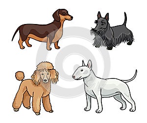 Dogs of different breeds in color set5 - vector illustration