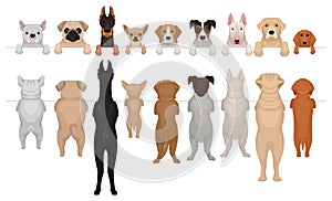 Dogs of different breeds hanging on border. Portraits of muzzles with paws and full bodies. Front and back view. Flat