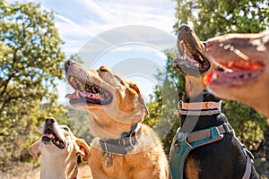 Dogs of different breeds looking up to same direction outdoor