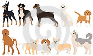 dogs of different breeds set in flat design isolated