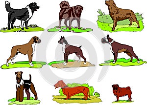 Dogs of Different breeds stay on grass, logo, print, instant download, Dog Clip Art set svg formats.