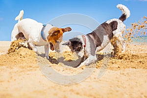 Dogs digging a hole photo