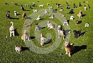 Un sacco di cani al parco.