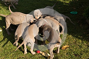 Dogs doggy breed weimaraner pet animals