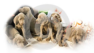 Dogs doggy breed weimaraner pets animals