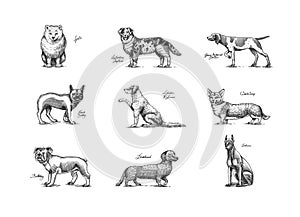 Dogs In This Drawing. Different breeds of domestic animals. Puppy characters design collection. Engraved hand drawn