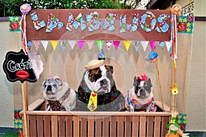 Dogs dressed as rednecks in the `Lambeijos` free licking stall