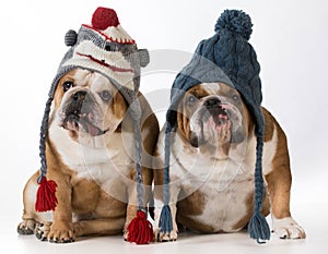 Dogs dressed for winter