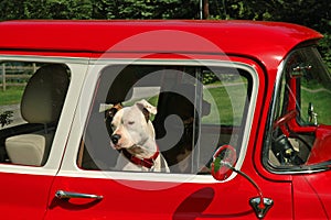 Dogs Driver and Passenger photo