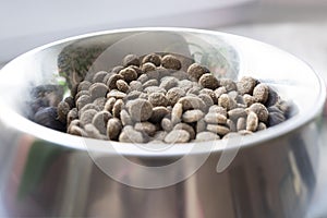 dogs dry food in stainless steel bowl. small portion for puppy