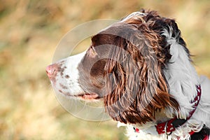 Dogs ear Spaniel dog