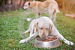 Dogs eating on back yard