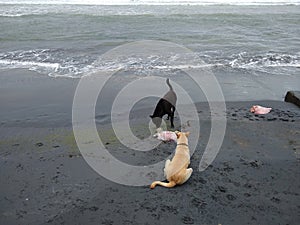 dogs eating dead animal, Kovalam beach, seascape view, Thiruvananthapuram Kerala
