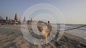 Cheerful Puppy Dog on Lace, Having Fun on Beach