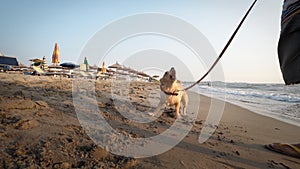 Dogs enjoy playing on beach