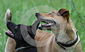 Dogs / Expecting Cookie photo