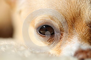 Dogs eye Close-up