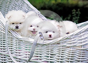 Dogs: Family Spitz, puppies Four centered