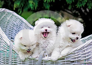 Dogs: Family Spitz, puppies Three centered