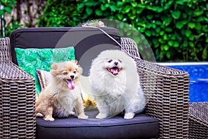 Dogs: Family Spitz, Two dogs parents centred