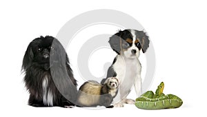 Dogs, ferret, and green snake in front background