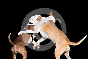 Dogs fight isolated on black.