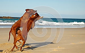 Dogs fighting photo