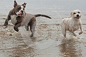 Dogs fighting on the beach