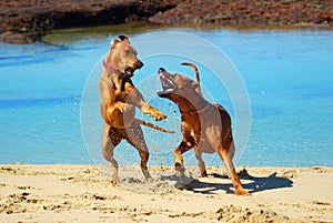 Dogs fighting at beach