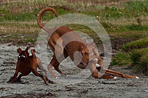 Dogs play on the sand photo