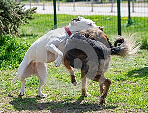 Dogs Fighting Playing Enclosure White Pitbull Attack