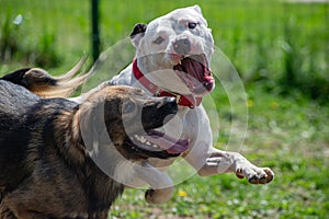 Dogs Fighting Playing Teeth White Pitbull Attack