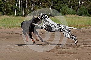 Dogs fighting on the sand