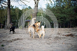 Dogs are fighting on the sandy shore of the lake